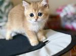 Clark - British Shorthair Kitten For Sale - New York&comma; NY&comma; US