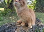 Brenny - Maine Coon Kitten For Sale - Houston&comma; TX&comma; US