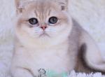 Richi - British Shorthair Kitten For Sale - Pembroke Pines&comma; FL&comma; US