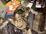 Clyde - Maine Coon Cat For Sale - Paron&comma; AR&comma; US