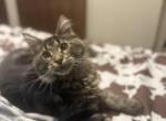 Butch - Maine Coon Cat For Sale - Paron&comma; AR&comma; US