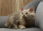 Yolki Palki of RomanovCats - Siberian Kitten For Sale - Ashburn&comma; VA&comma; US