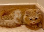Summer of RomanovCats - Siberian Cat For Sale - Ashburn&comma; VA&comma; US