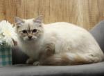Talia of RomanovCats - Siberian Cat For Sale - Ashburn&comma; VA&comma; US
