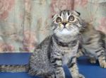 Pocket tigers - Scottish Fold Kitten For Sale - Sacramento&comma; CA&comma; US