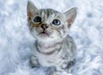 Silver Bengal Kittens Brown Bengal Kittens - Bengal Kitten For Sale - Sunbury&comma; OH&comma; US