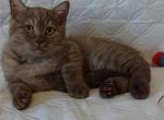 Bright Flash - Scottish Straight Kitten For Sale - Pembroke Pines&comma; FL&comma; US