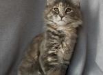 Gina - Maine Coon Kitten For Sale - Odesa&comma; Odessa Oblast&comma; UA
