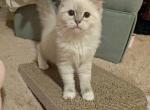 TICA Mitted Lynx Ragdoll Kitten Female - Ragdoll Cat For Sale - Bryan&comma; TX&comma; US