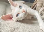 Devon Rex Cream Silver Tabby - Devon Rex Cat For Sale - Hollywood&comma; FL&comma; US