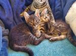 Penelope - Savannah Kitten For Sale - Menominee&comma; MI&comma; US