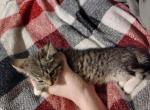 European Shorthair Kitten ready for new home - European Shorthair Kitten For Sale