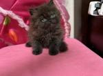 Persian mix brown male - Himalayan Kitten For Adoption - Auburn&comma; WA&comma; US