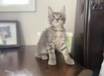 Domestic males - Domestic Kitten For Sale - Auburn&comma; WA&comma; US