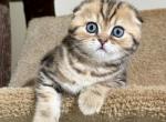 Pumpkin - Scottish Fold Cat For Sale - MD&comma; US