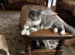 CFA Reg Blue white Blue color - Persian Kitten For Sale - Conyers&comma; GA&comma; US