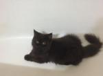 CFA Registered Black Persian - Persian Kitten For Sale - Conyers&comma; GA&comma; US