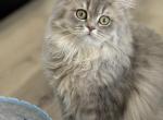 Scottish Straight Longhair - Scottish Straight Cat For Sale - Ferndale&comma; WA&comma; US