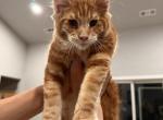 Wrangler - Maine Coon Cat For Sale - Redding&comma; CA&comma; US