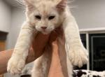 Levi - Maine Coon Cat For Sale - Redding&comma; CA&comma; US