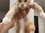 Strauss - Maine Coon Cat For Sale - Redding&comma; CA&comma; US