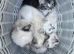 Kittens for sale - American Longhair Kitten For Sale - Agawam&comma; MA&comma; US