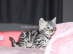 Boo - Bengal Kitten For Sale - Baldwin&comma; MI&comma; US