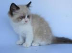 Mackenzie - Ragdoll Kitten For Sale - Lebanon&comma; PA&comma; US