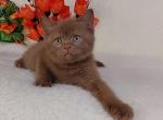 Freya - British Shorthair Kitten For Sale - Los Angeles&comma; CA&comma; US
