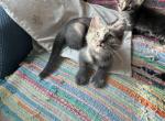 Rocket 22 toe QuadPolydactyl Firecracker - Polydactyl Kitten For Sale - WI&comma; US