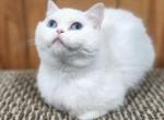 Princess - Scottish Straight Cat For Sale - 