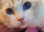 Angelia - Ragdoll Kitten For Sale - Irvine&comma; CA&comma; US