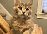 Fluffy - Maine Coon Kitten For Sale - Wilmington&comma; DE&comma; US