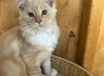 Otto - Maine Coon Cat For Sale - Montgomery&comma; MA&comma; US