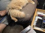 Tangerine - Persian Cat For Sale - Saint Louis&comma; MO&comma; US