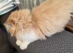 Sherbet - Persian Cat For Sale - Saint Louis&comma; MO&comma; US