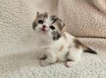 Blanche - Exotic Cat For Sale - Bois D Arc&comma; MO&comma; US