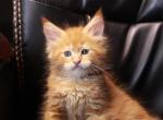 Fira polydactyl - Maine Coon Kitten For Sale - Brooklyn&comma; NY&comma; US