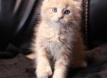 Fiona polydactyl - Maine Coon Kitten For Sale - Brooklyn&comma; NY&comma; US