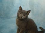 Scamper - Scottish Straight Kitten For Sale - Arlington&comma; MN&comma; US