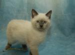 Sunny is sold - Siamese Kitten For Sale - Arlington&comma; MN&comma; US