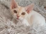 Devon Rex kitten - Devon Rex Cat For Sale - Hollywood&comma; FL&comma; US