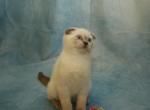 Rumple - Scottish Fold Kitten For Sale - Arlington&comma; MN&comma; US