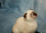 Stella - Scottish Fold Kitten For Sale - Arlington&comma; MN&comma; US