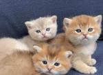 British shorthaired kittens gold and blue gold - British Shorthair Kitten For Sale - Thornton&comma; CO&comma; US