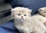 British Longhaired blue golden female kitten ay11 - British Shorthair Kitten For Sale - Thornton&comma; CO&comma; US