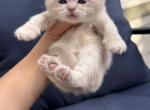 British shorthaired blue golden male kitten - British Shorthair Kitten For Sale - Thornton&comma; CO&comma; US