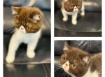 Minuets lilly - Exotic Kitten For Sale - Poplarville&comma; MS&comma; US