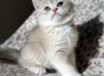 Moon - British Shorthair Kitten For Sale - Fairfax&comma; VA&comma; US
