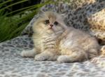Stella - British Shorthair Kitten For Sale - Fairfax&comma; VA&comma; US